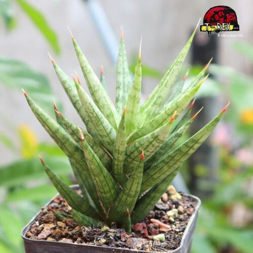 comprar suculenta rara