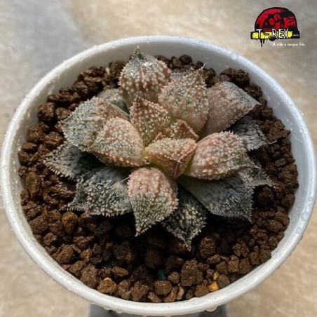 comprar suculenta rara