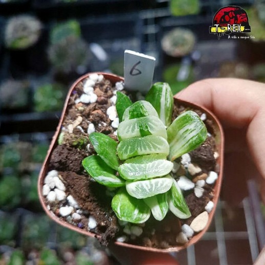 comprar suculenta rara