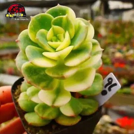 comprar suculenta rara