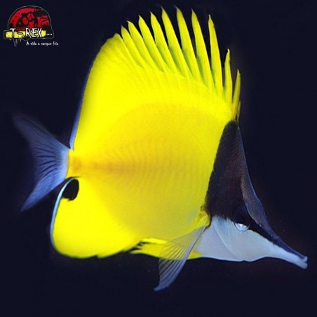 comprar peixes de água salgada