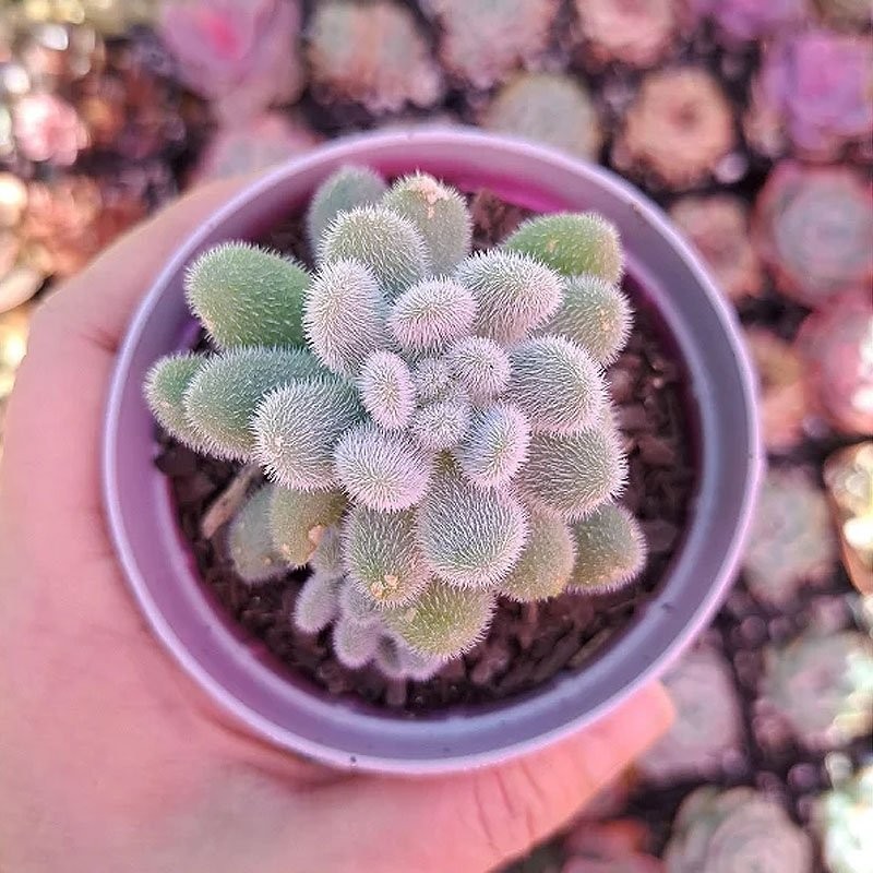 venda de suculenta