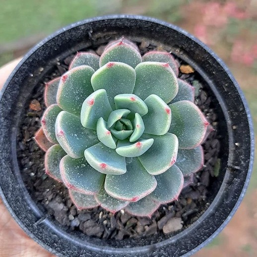 Muda De Suculenta Echeveria...