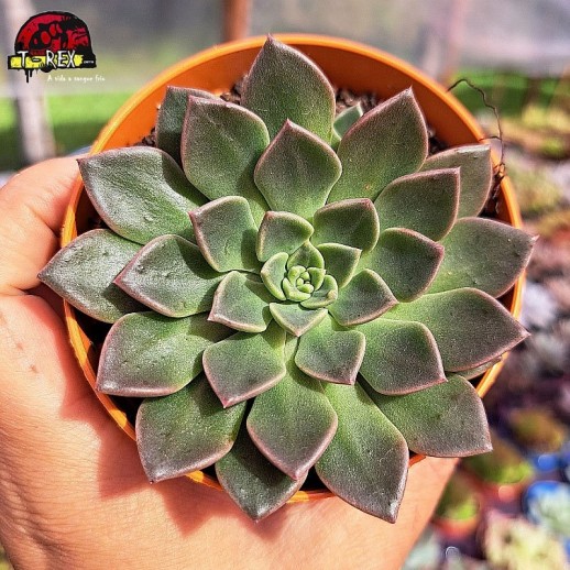 Muda De Suculenta Echeveria...