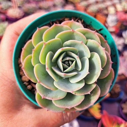 Muda De Suculenta Echeveria...