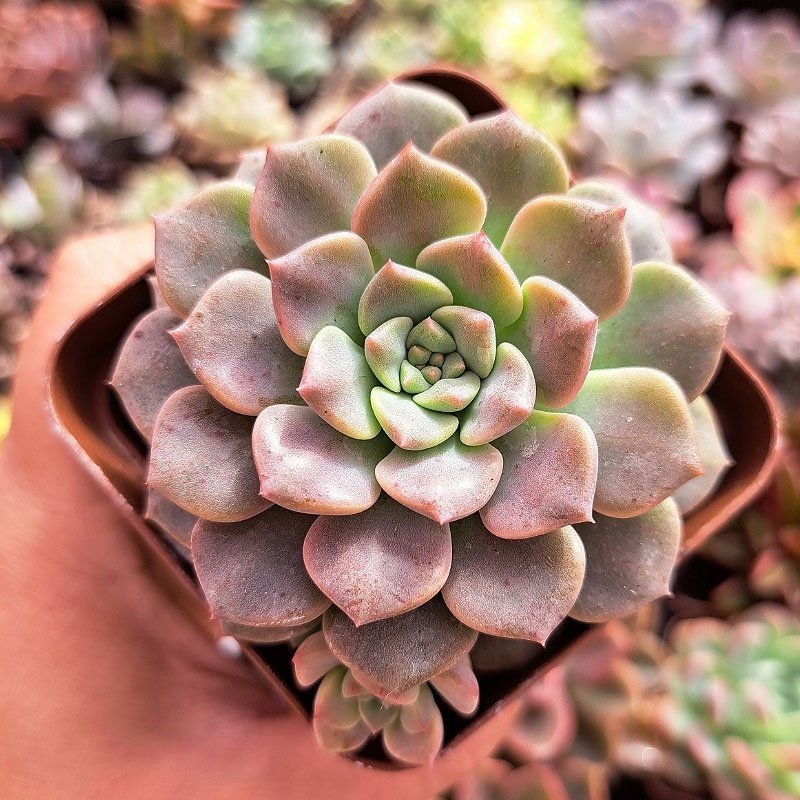 muda de echeveria tinker bell