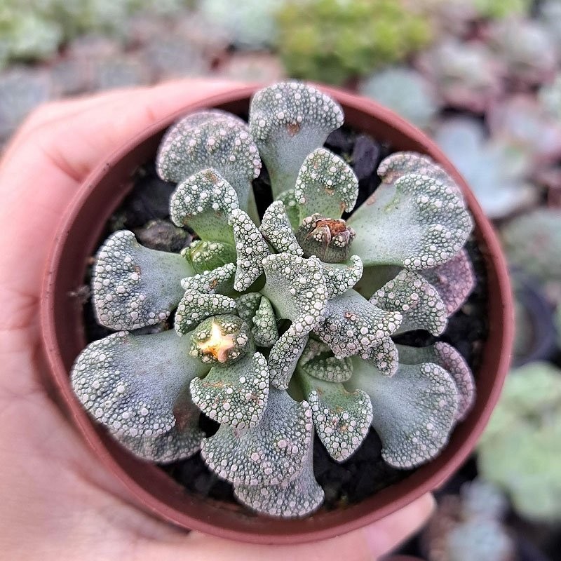 muda de titanopsis calcarea