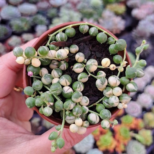 Muda De Suculenta Senecio...