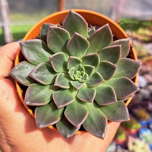muda de echeveria wet grass
