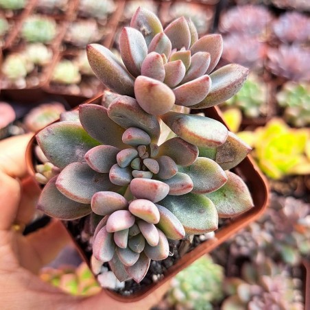 muda de graptoveria purple dream