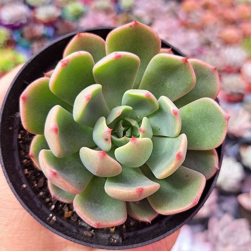 muda de echeveria sittifukumiana