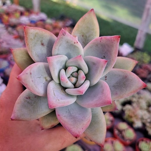 muda de echeveria colorata tapalpa