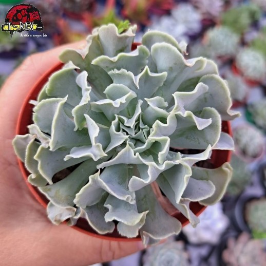 Muda De Suculenta Echeveria...