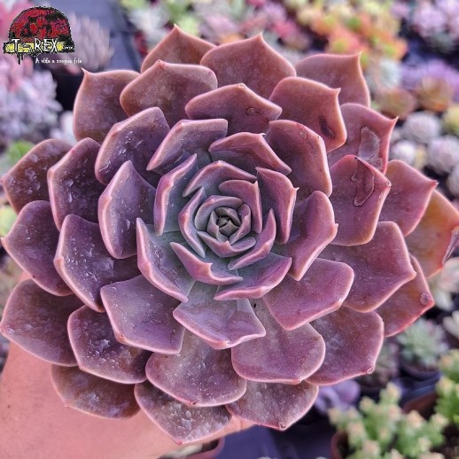 Muda De Suculenta Echeveria...