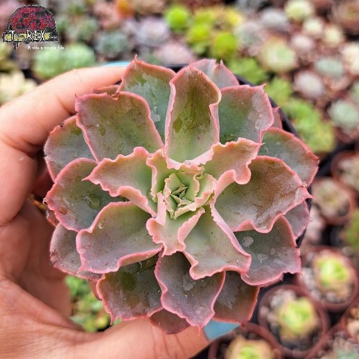Muda De Suculenta Echeveria...