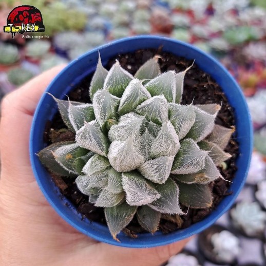 Muda De Suculenta Haworthia...