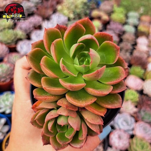 Muda De Suculenta Echeveria...