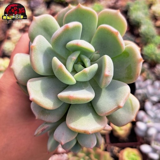 Muda De Suculenta Echeveria...