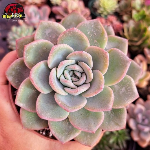 Muda De Suculenta Echeveria...