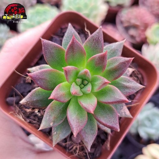 Muda De Suculenta Echeveria...