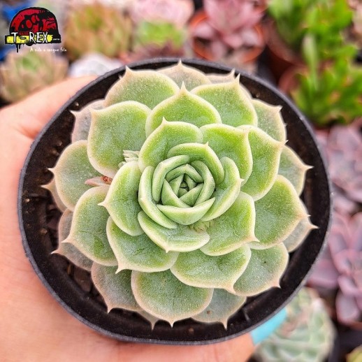 Muda De Suculenta Echeveria...