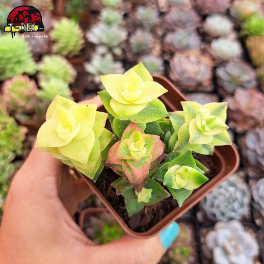 Muda De Suculenta Crassula...