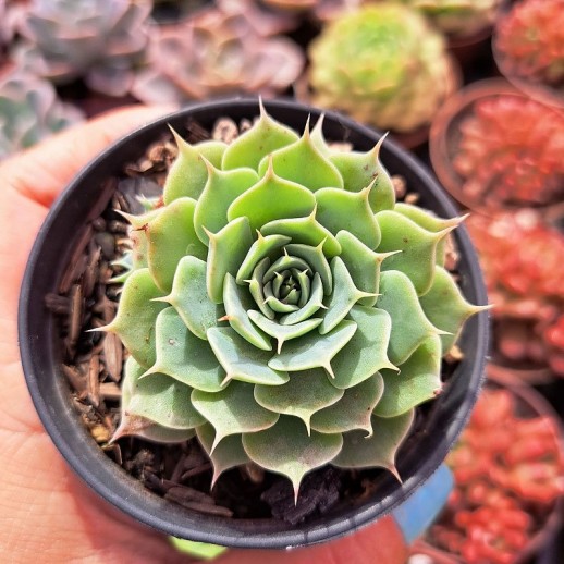 Muda De Suculenta Echeveria...