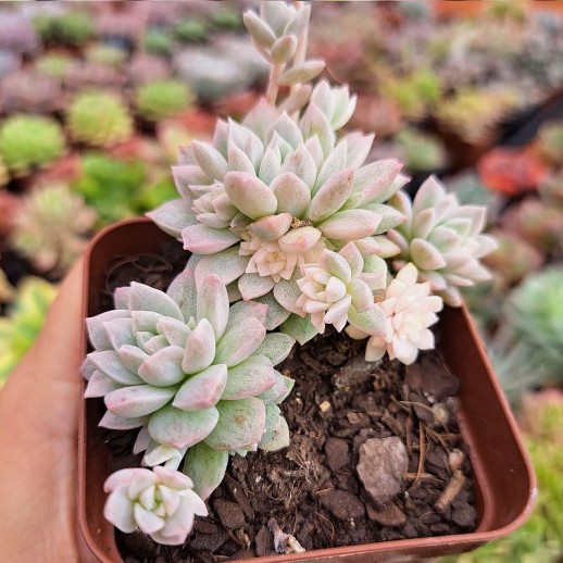 Muda De Suculenta Echeveria...