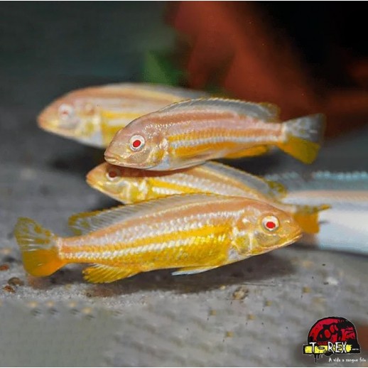 comprar peixe ciclídeo africano
