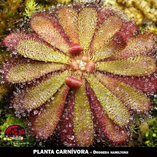planta carnívora em são paulo