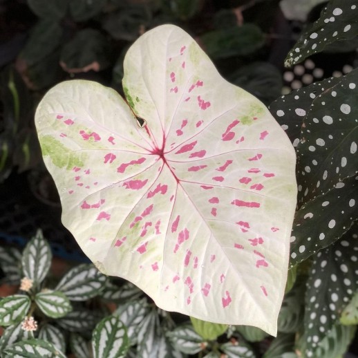 comprar muda de caladium maria