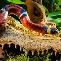 Toca e Esconderijo para Serpentes - Compre Online com Qualidade e Segurança.