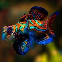 Gobies e blennies