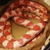 Compre Bebedouro e Lago para Serpentes - Variedade de Tamanhos e Modelos