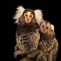 Produtos ninhos e esconderijos para saguis - crie o ambiente perfeito para o seu pet