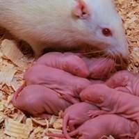 Alimento Vivo