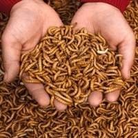 Larvas vivas e Camarões Tartaruga