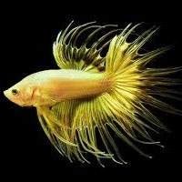 Peixes Bettas