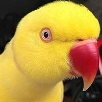 Cálcio para Aves