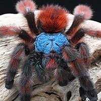 Tarântulas