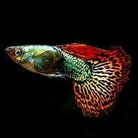 Peixe Guppy